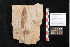 Foto (Objekt + Etikett) von Myrica lignitum Unger (NHMW-GEO-2024-0188-4040)